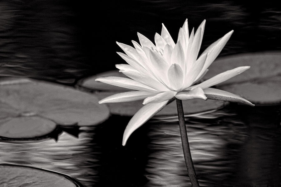 Bright Water Lily BW Photograph by Linda Phelps