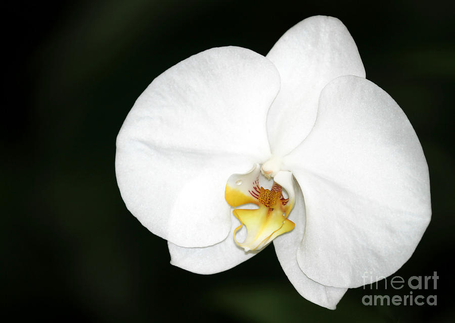 Bright White Orchid Photograph by Sabrina L Ryan