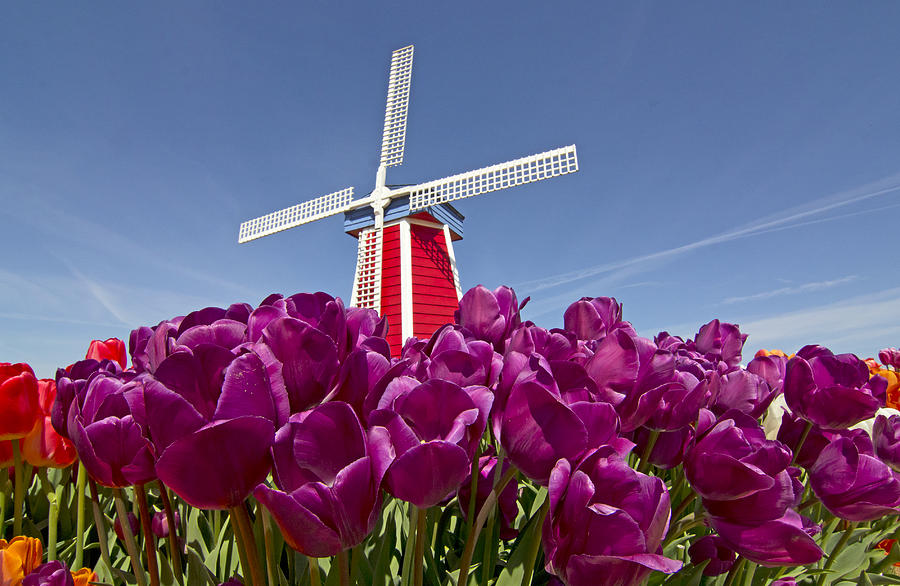 Tulip Photograph - Bright Windmill At Tulip Garden by Ginger Sanders