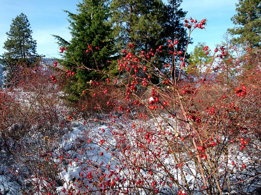 Bright Winter Rosehips Photograph by Will Borden