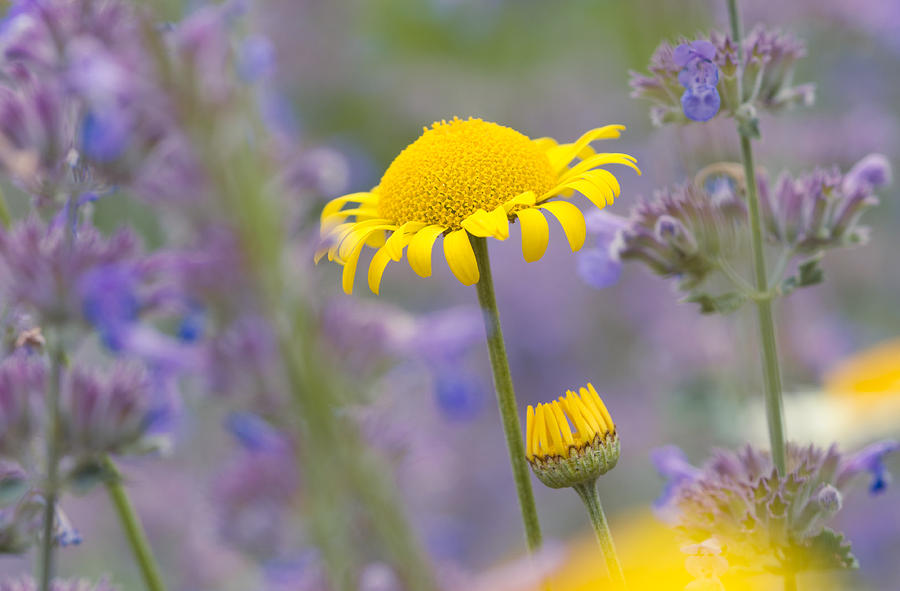 Bright yellow and purple flowers on a beautiful summer meadow Photograph by Matthias Hauser