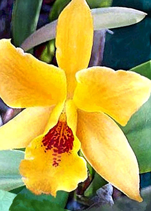 Orchid Painting - Bright Yellow and Red Cattleya Orchid by Elaine Plesser