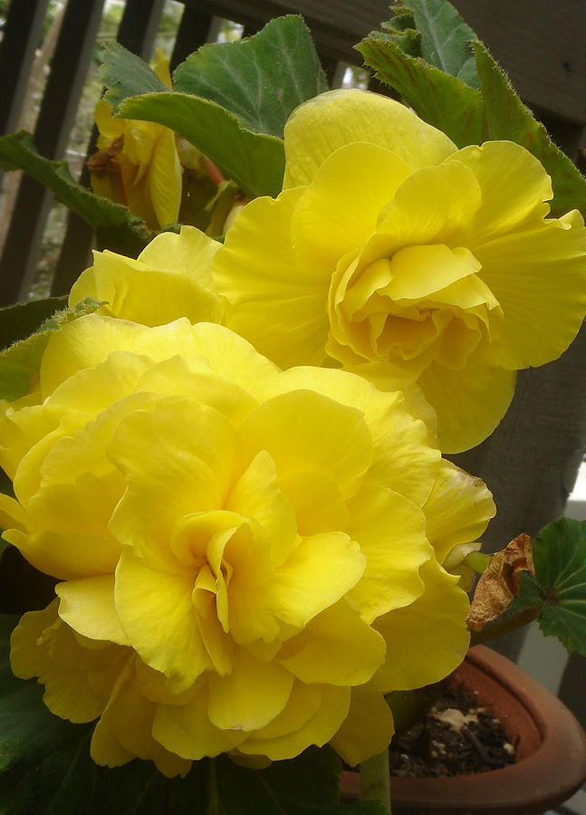 Bright Yellow Begonias Photograph by Tony Scott | Fine Art America