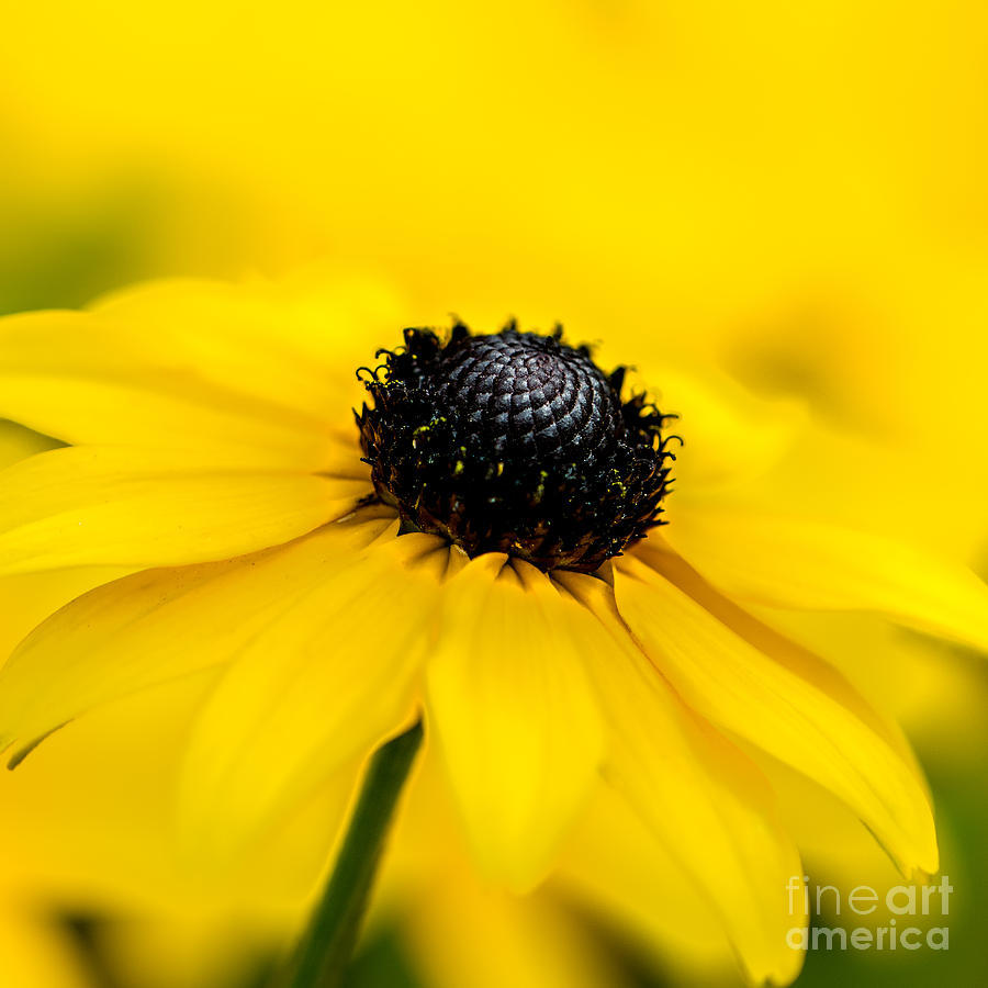 Bright Yellow Day Photograph by Michael Arend