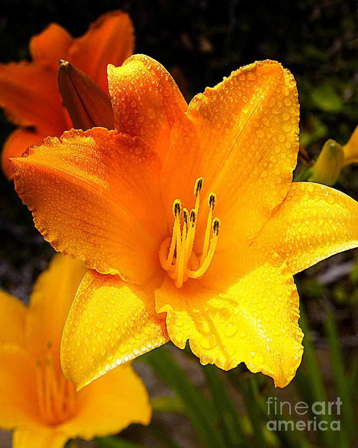 Bright Yellow Daylily Flower Photograph by Jerry Cowart