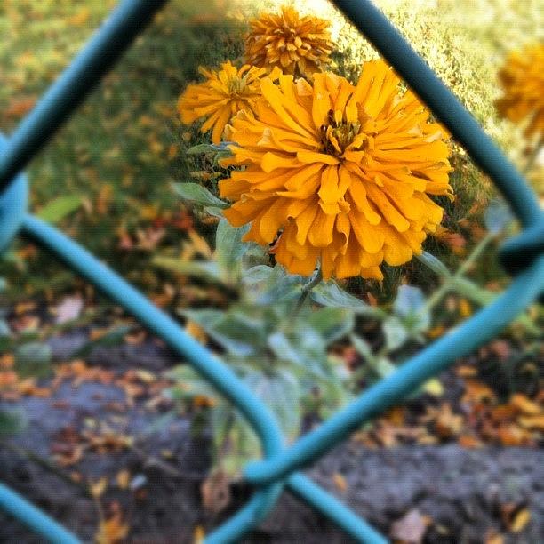 Nature Photograph - #bright #yellow #flower #hiding Behind by Migdalia Jimenez