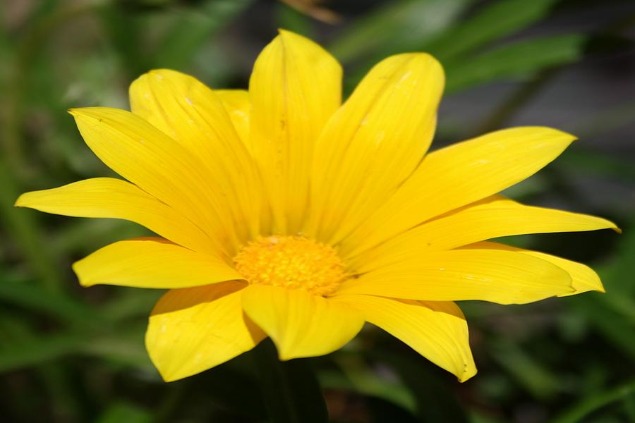 Bright Yellow Gazania Flower Photograph by Taiche Acrylic Art