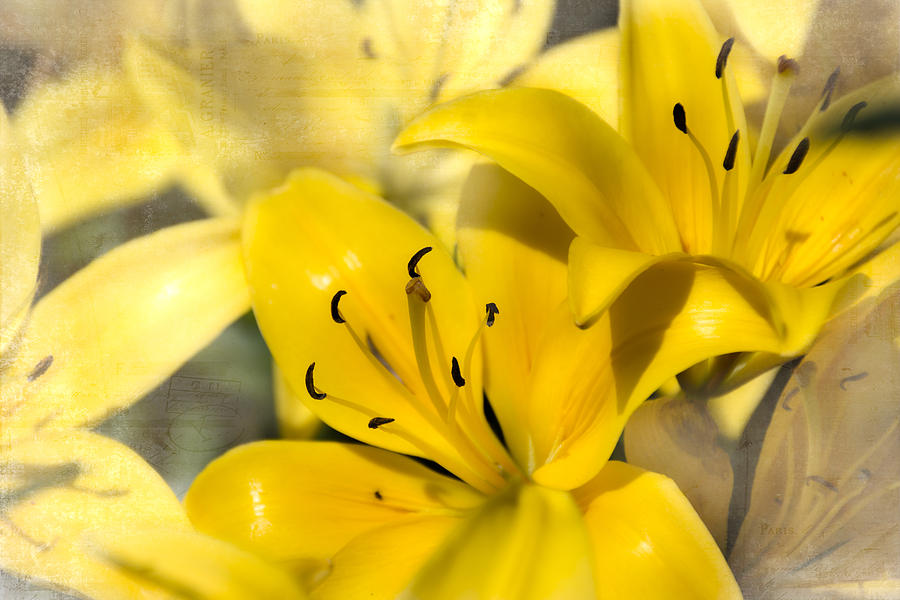 Bright Yellow Photograph by Judy Hall-Folde
