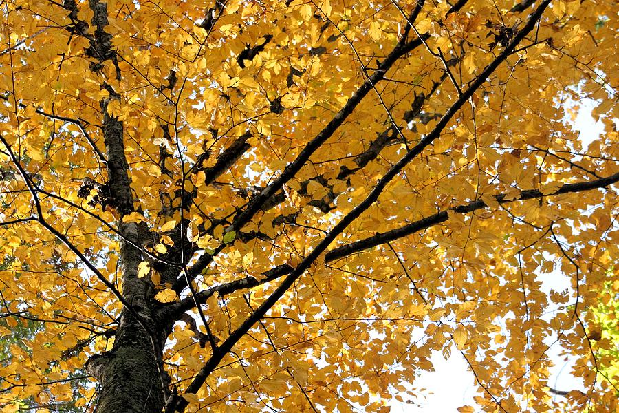 Bright Yellow Leaves Photograph by Rebecca Reed - Fine Art America