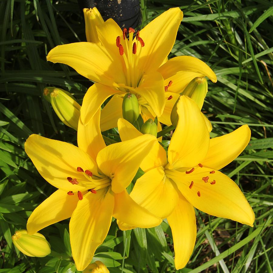 Bright yellow Lilies Photograph by Laurie Tracy