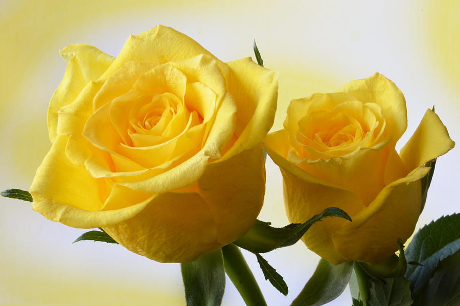Bright Yellow Roses. Photograph by Terence Davis