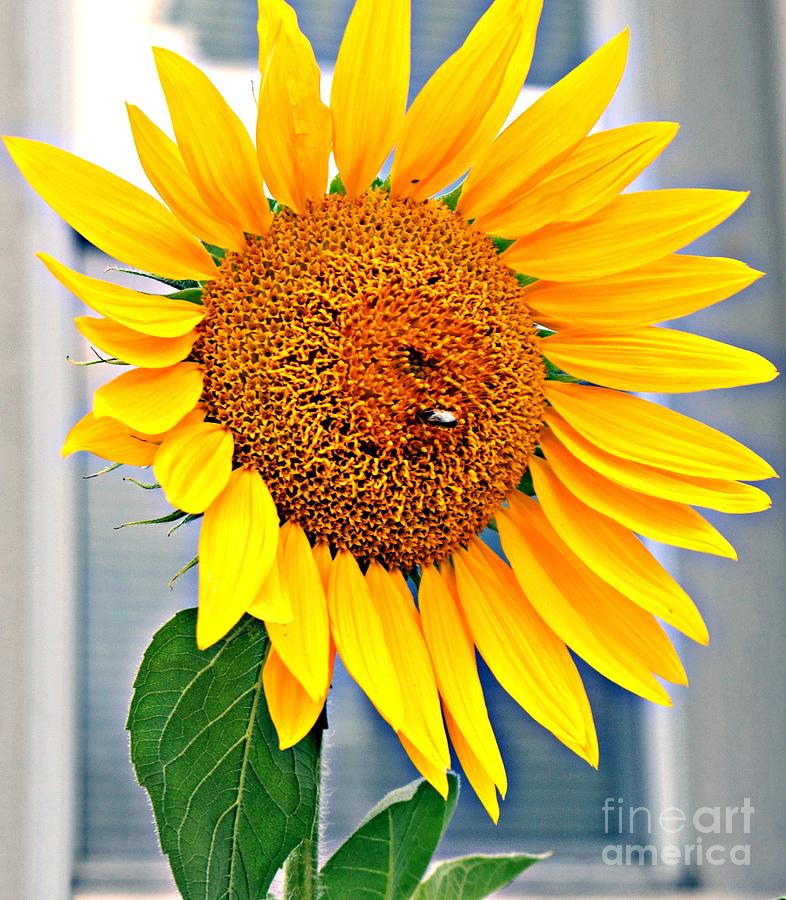Bright Yellow Sunflower Photograph