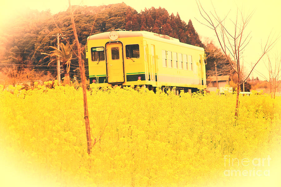 Bright Yellow Train and  Cheerful Field Mustard Photograph by Beverly Claire Kaiya