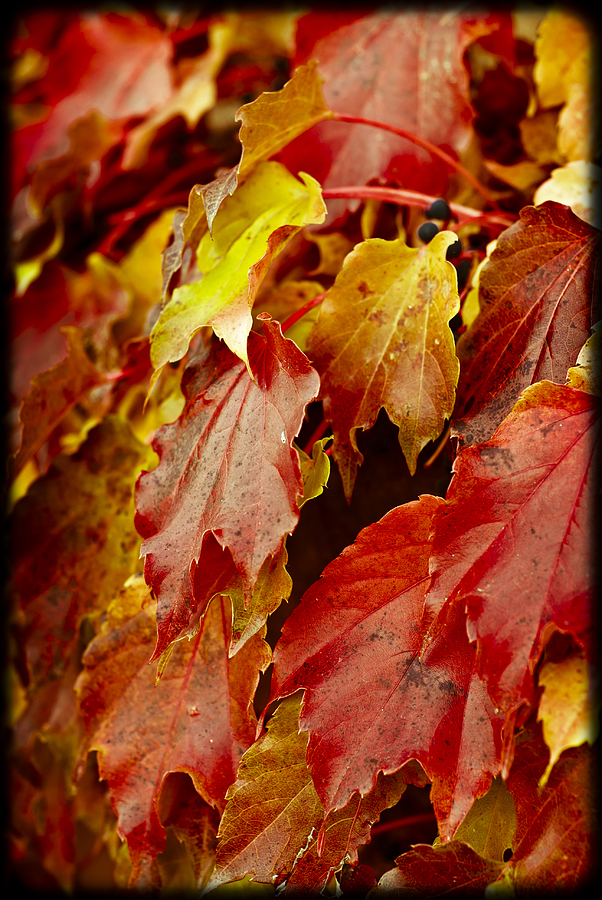 Fall Photograph - Brightest Before the Fall by Christi Kraft