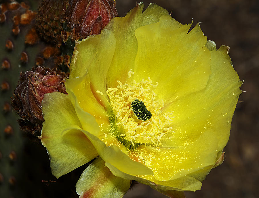 Brightest Of Yellow Cactus Flower Photograph by Phyllis Denton