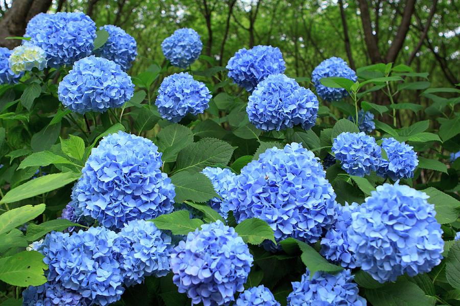 Brightly Colored Hydrangea Flowers Photograph by Paul Dymond - Fine Art ...