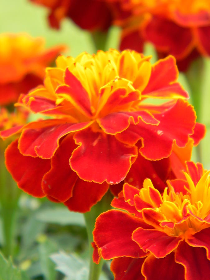 Brightly Colored Marigolds Photograph by Elizabeth Eadie - Fine Art America