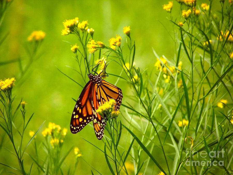 Brightly Colored Monarch Butterfly In A Meadow Of Yellow Flowers Photograph by Jerry Cowart
