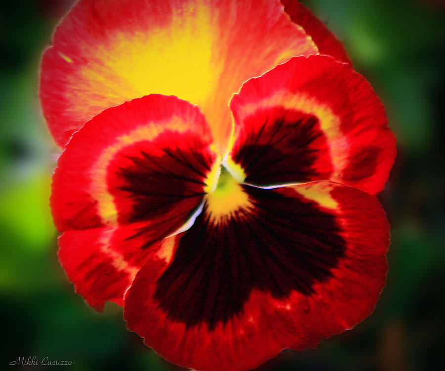 Brightly Colored Pansie Photograph by Mikki Cucuzzo