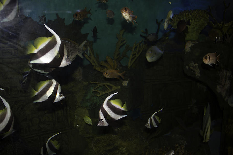 Brighty colored fish inside a tank in the Deep Sea World aquarium Photograph by Ashish Agarwal