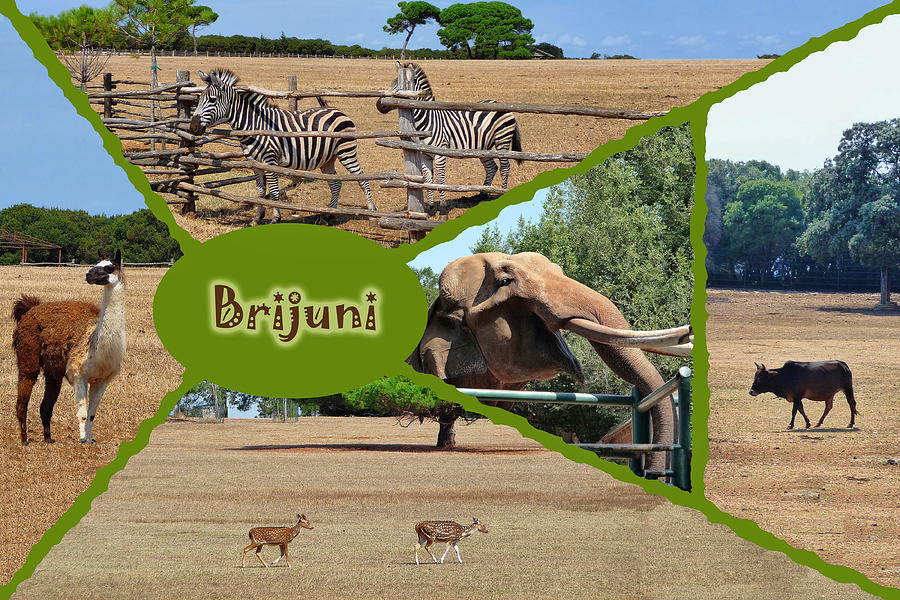 Brijuni national park safari collage Photograph by Brch Photography