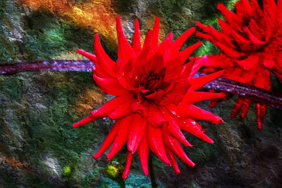 Brilliance In An Autumn Garden - Red Dahlia Photograph by Marie Jamieson