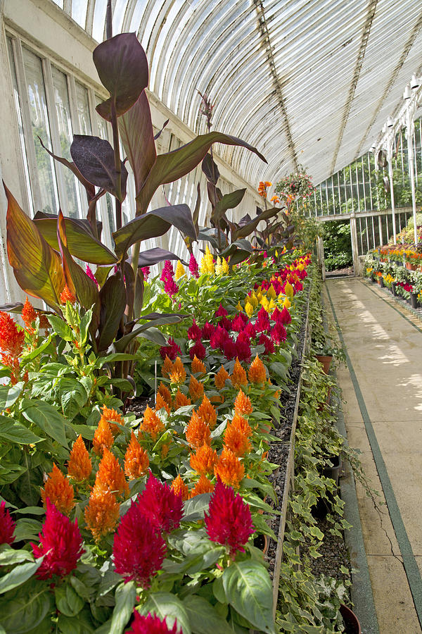 Belfast Photograph - Brilliance Palm House Ireland by Betsy Knapp Belfast Photograph - Brilliance Palm House Ireland by Betsy Knapp