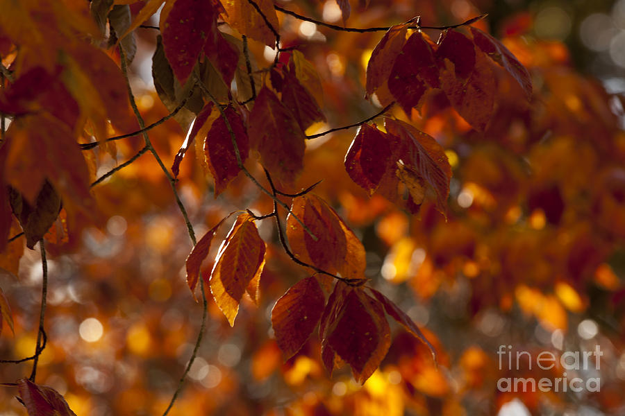 2013 Photograph - Brilliant Autumn Beeches by Lauren Brice 2013 Photograph - Brilliant Autumn Beeches by Lauren Brice