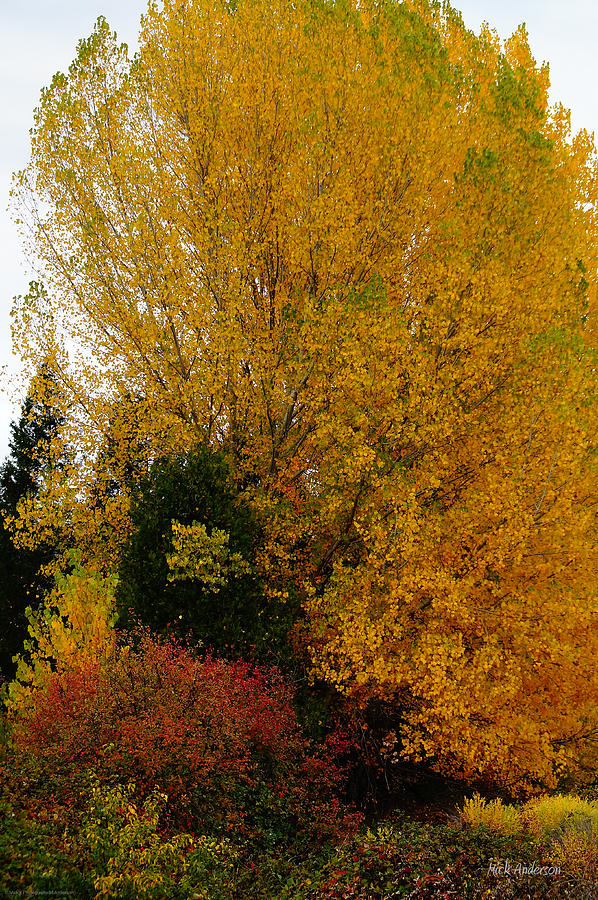 Brilliant Autumn In Southern Oregon Photograph By Mick Anderson Fine