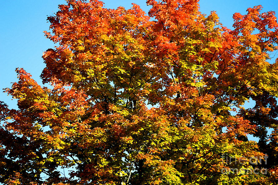 Nature Photograph - Brilliant Autumn Tree Leaves Of Colour by Miss Dawn