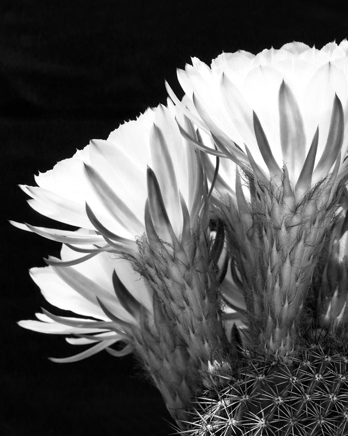 Flower Photograph - Brilliant Blossoms Diptych Left by Kelley King