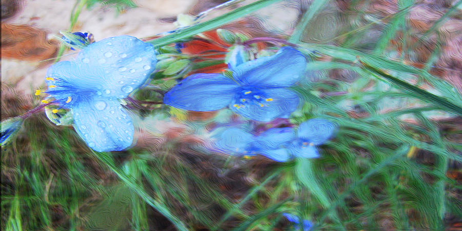 Brilliant Blue Flowers Photograph by Cathy Anderson