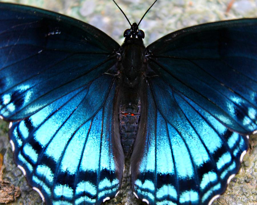 Brilliant Butterfly Photograph by Candice Trimble - Fine Art America