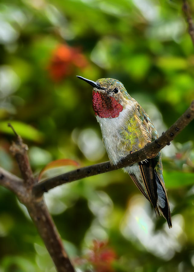 Brilliant Color of the Ruby-throated Hummingbird Photograph by Bill Dodsworth