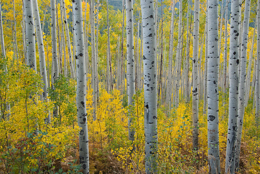 Brilliant Colors of the Autumn Aspen Forest Photograph by Cascade Colors