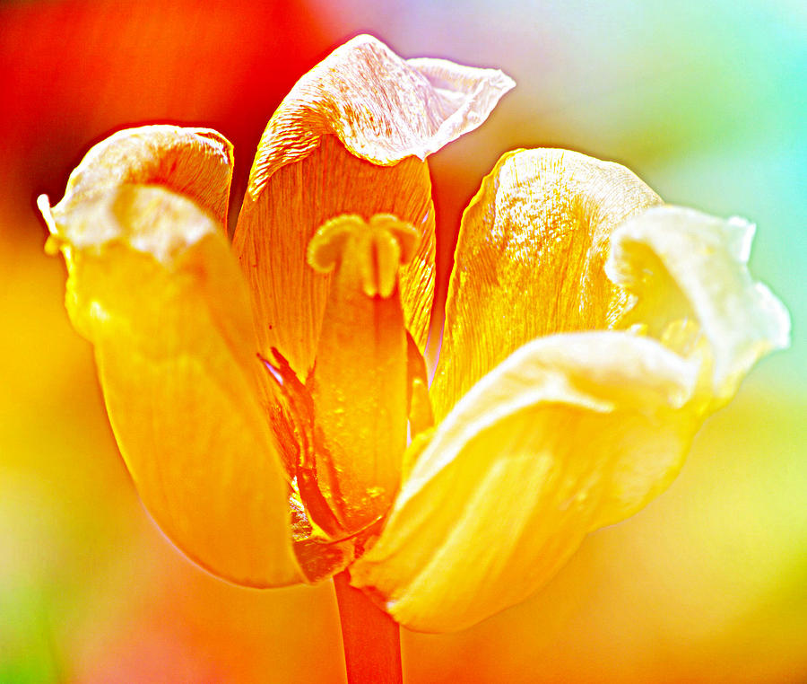 Brilliant Fading Tulip Photograph by Joan Han