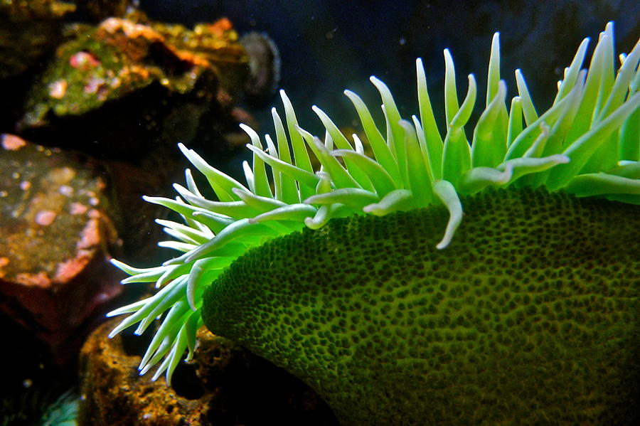 Brilliant Green Anemone Photograph by Kirsten Giving