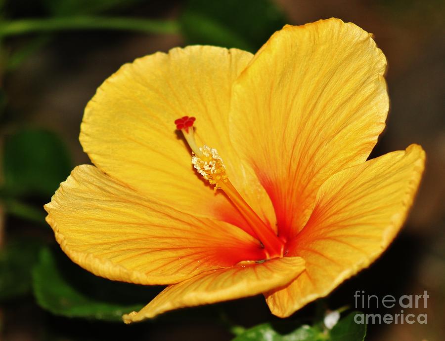 Brilliant Hibiscus II Photograph by Craig Wood