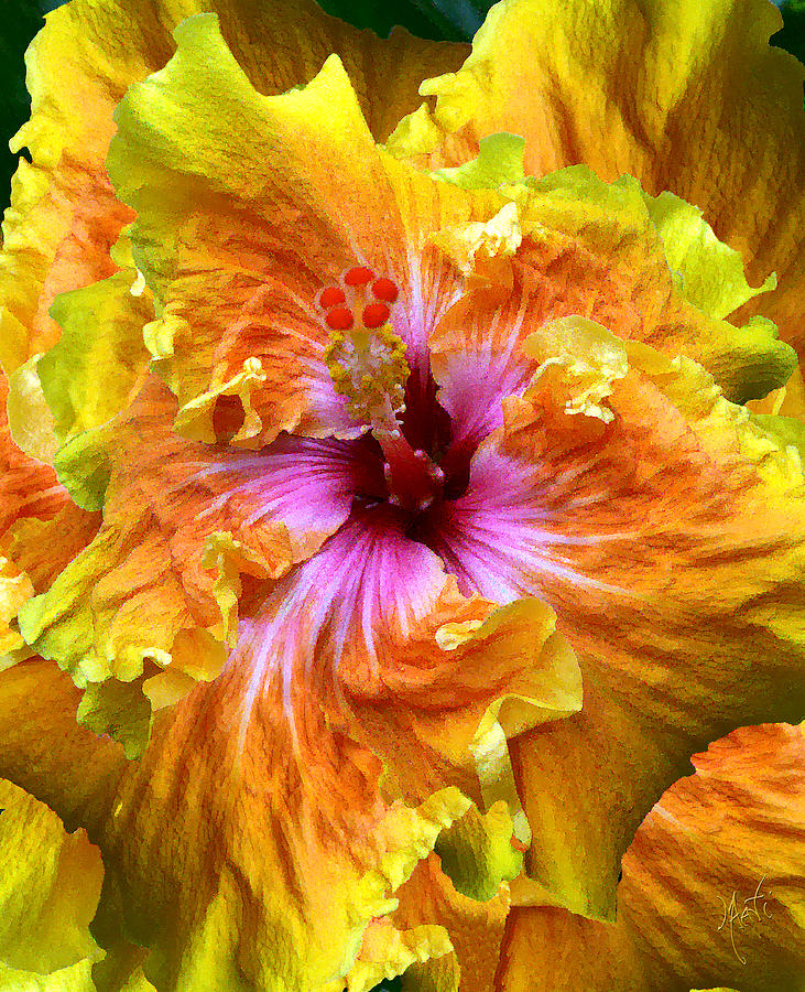 Brilliant Hibiscus Photograph