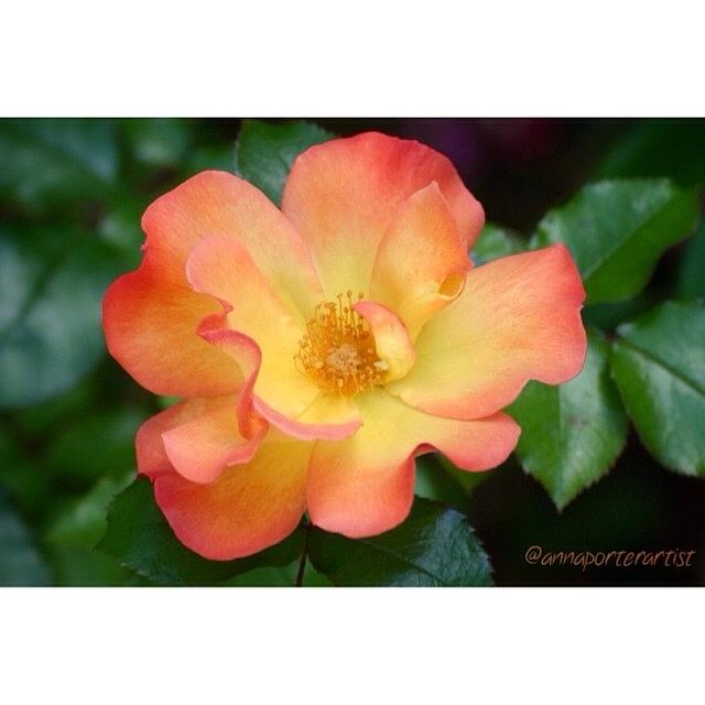 Garden Styles Photograph - Brilliant Jewel, Lady Diana Rose In My by Anna Porter