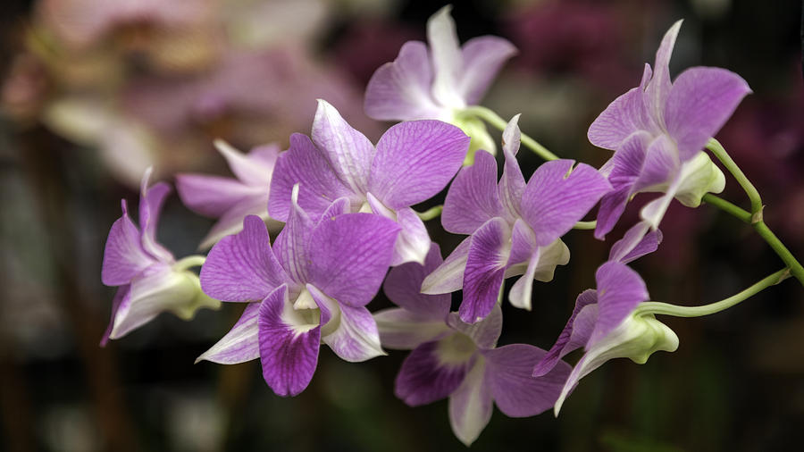 Brilliant Magenta Orchids Photograph by Lynn Palmer - Fine Art America