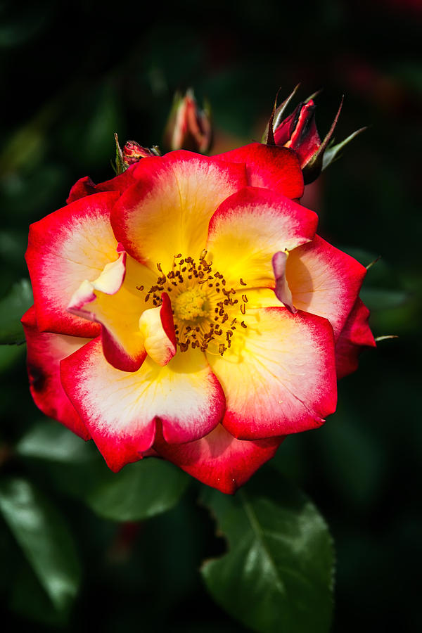 Brilliant Multi-colored Rose Photograph by John Haldane