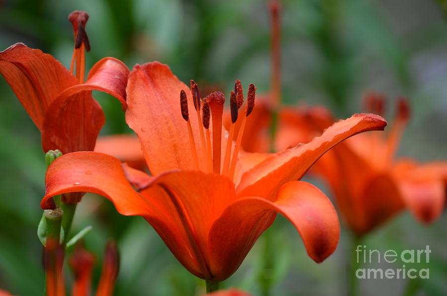 Brilliant Orange Lily Photograph by DejaVu Designs