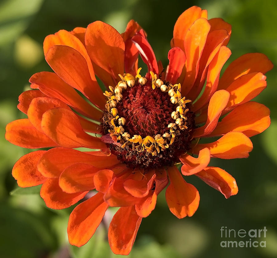Nature Photograph - Brilliant Orange Zinnia by Candy Frangella