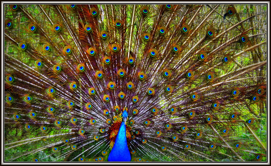 Brilliant Peacock Photograph by Kathy Barney