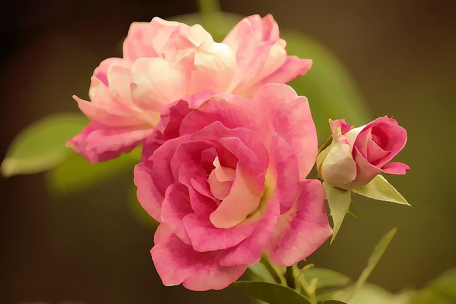 Brilliant Pink Rosa Photograph by Jean Connor