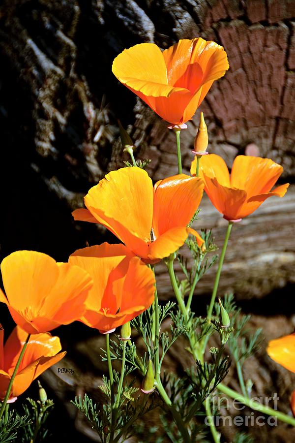 Brilliant Poppies Photograph by Patrick Witz