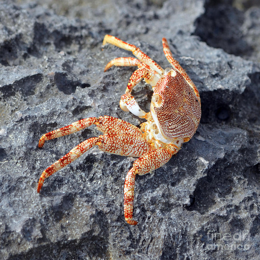 Brilliant Red and Orange Rock Crab Macro East Coast Cozumel Mexico Square Format Photograph by Shawn OBrien