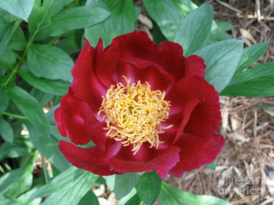 Brilliant Red Peony  Photograph by Anne Nordhaus-Bike