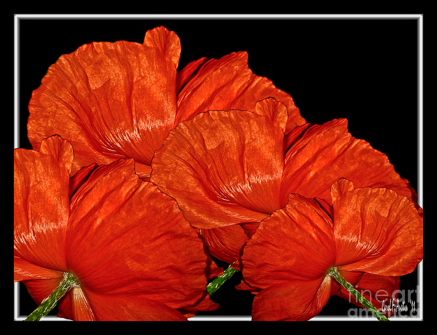 Brilliant Red Poppy Flowers Photograph by Carol F Austin